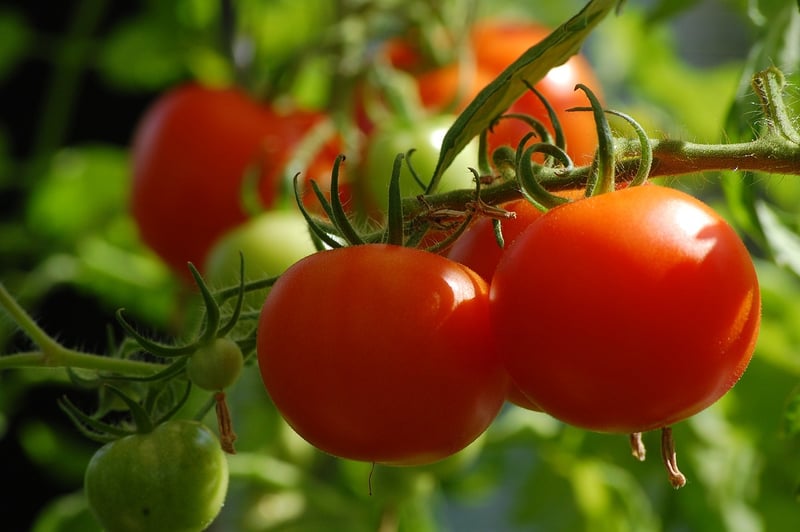 Griffin Vegetable Growing