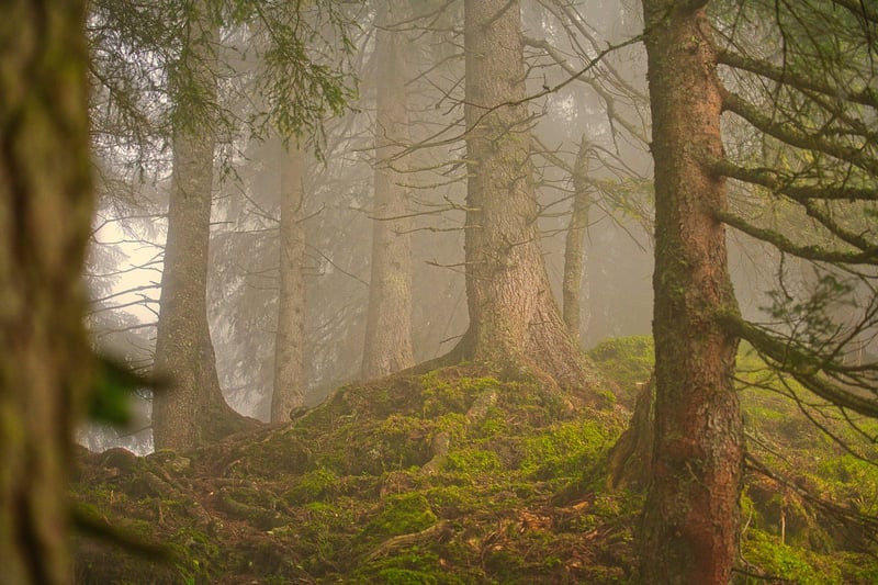 Fantasy Forest