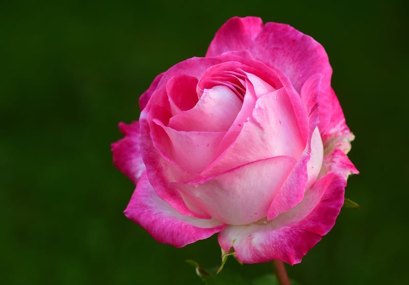 Rainbow Rose